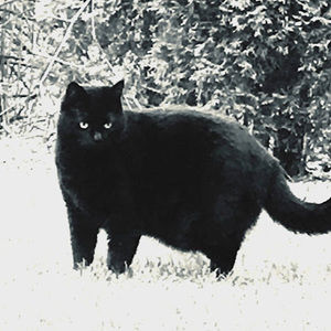 Meet your Posher, Alice